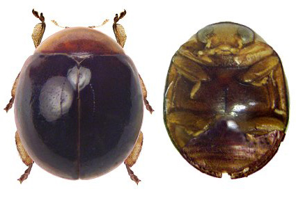 $publishedArticle->coverImageAltText