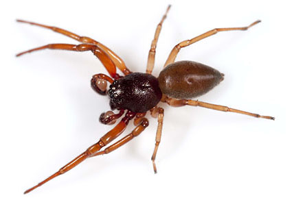 $publishedArticle->coverImageAltText