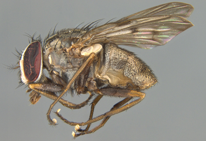 $publishedArticle->coverImageAltText