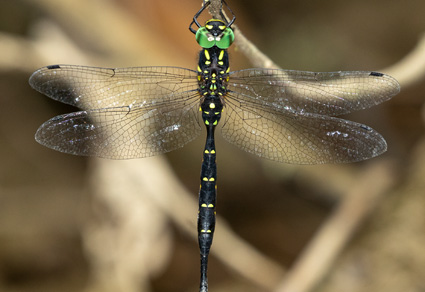 $publishedArticle->coverImageAltText