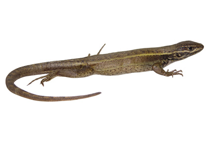 $publishedArticle->coverImageAltText