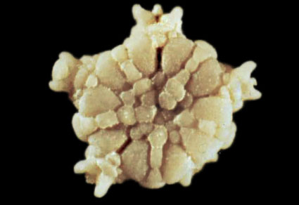 $publishedArticle->coverImageAltText