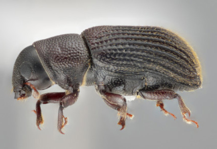 $publishedArticle->coverImageAltText