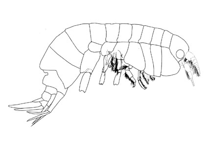 $publishedArticle->coverImageAltText