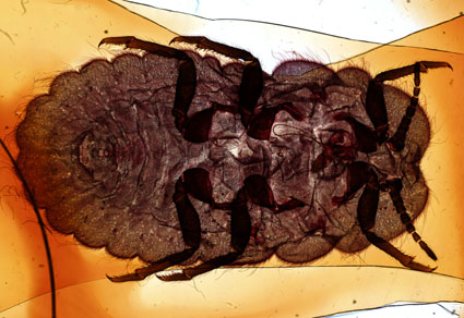 $publishedArticle->coverImageAltText