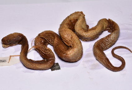 $publishedArticle->coverImageAltText