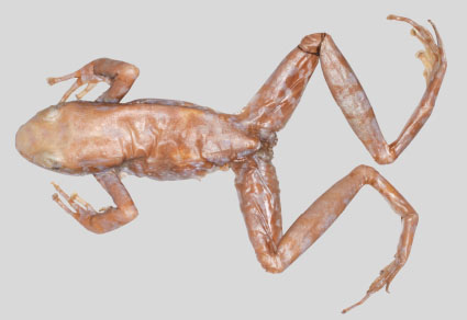 $publishedArticle->coverImageAltText