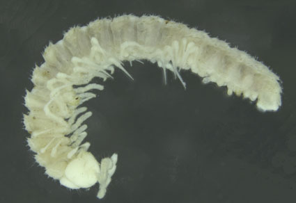 $publishedArticle->coverImageAltText