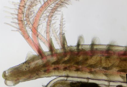 $publishedArticle->coverImageAltText