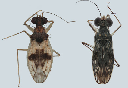 $publishedArticle->coverImageAltText