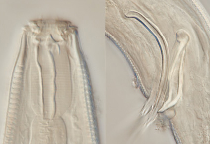 $publishedArticle->coverImageAltText