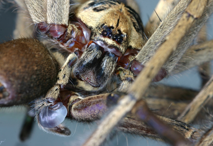 $publishedArticle->coverImageAltText