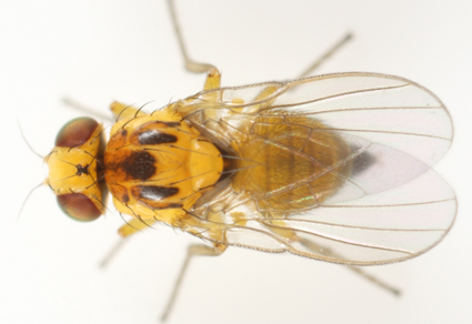 $publishedArticle->coverImageAltText