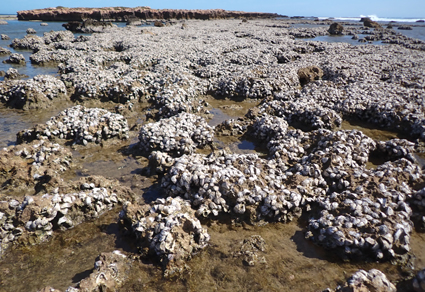 $publishedArticle->coverImageAltText