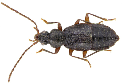 $publishedArticle->coverImageAltText