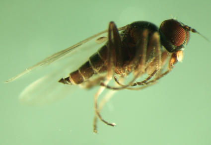 $publishedArticle->coverImageAltText