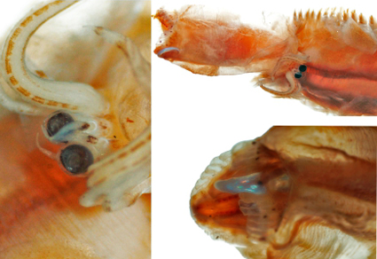 $publishedArticle->coverImageAltText