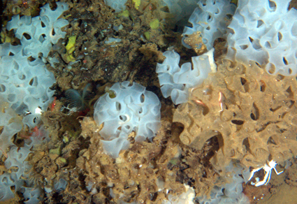 $publishedArticle->coverImageAltText