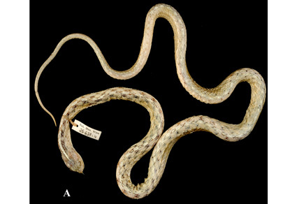 $publishedArticle->coverImageAltText