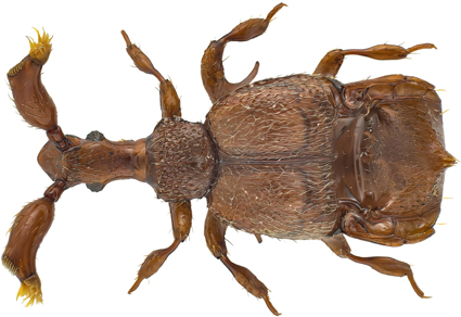 $publishedArticle->coverImageAltText