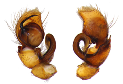 $publishedArticle->coverImageAltText