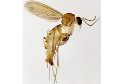 $publishedArticle->coverImageAltText