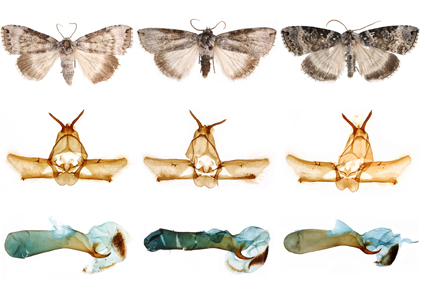 $publishedArticle->coverImageAltText