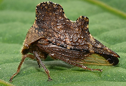 $publishedArticle->coverImageAltText