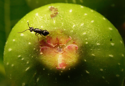 $publishedArticle->coverImageAltText