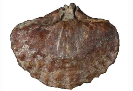 $publishedArticle->coverImageAltText