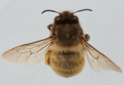 $publishedArticle->coverImageAltText