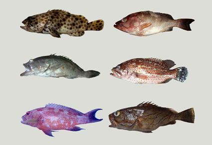 $publishedArticle->coverImageAltText