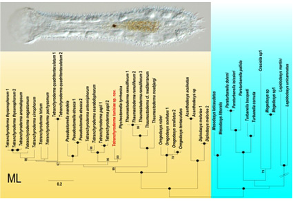 $publishedArticle->coverImageAltText