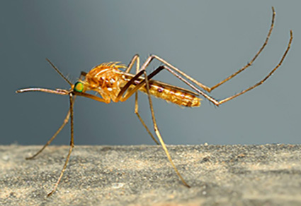 $publishedArticle->coverImageAltText