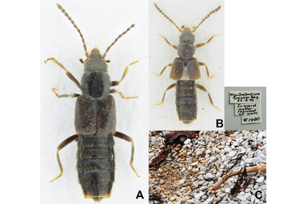 $publishedArticle->coverImageAltText