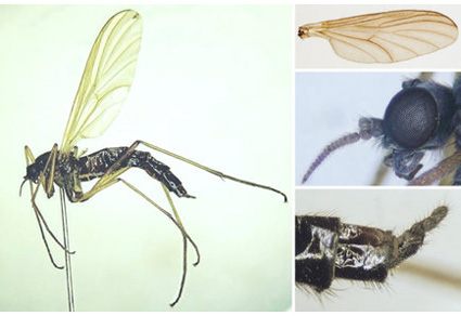 $publishedArticle->coverImageAltText