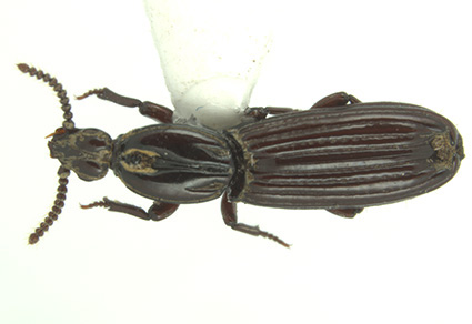 $publishedArticle->coverImageAltText