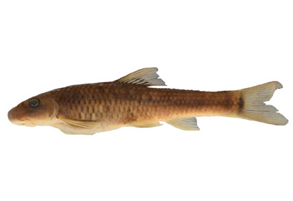 $publishedArticle->coverImageAltText