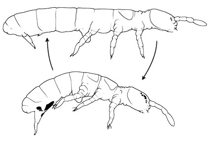 $publishedArticle->coverImageAltText