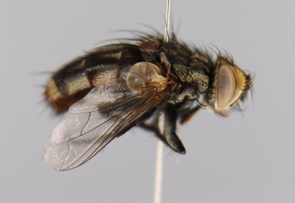 $publishedArticle->coverImageAltText