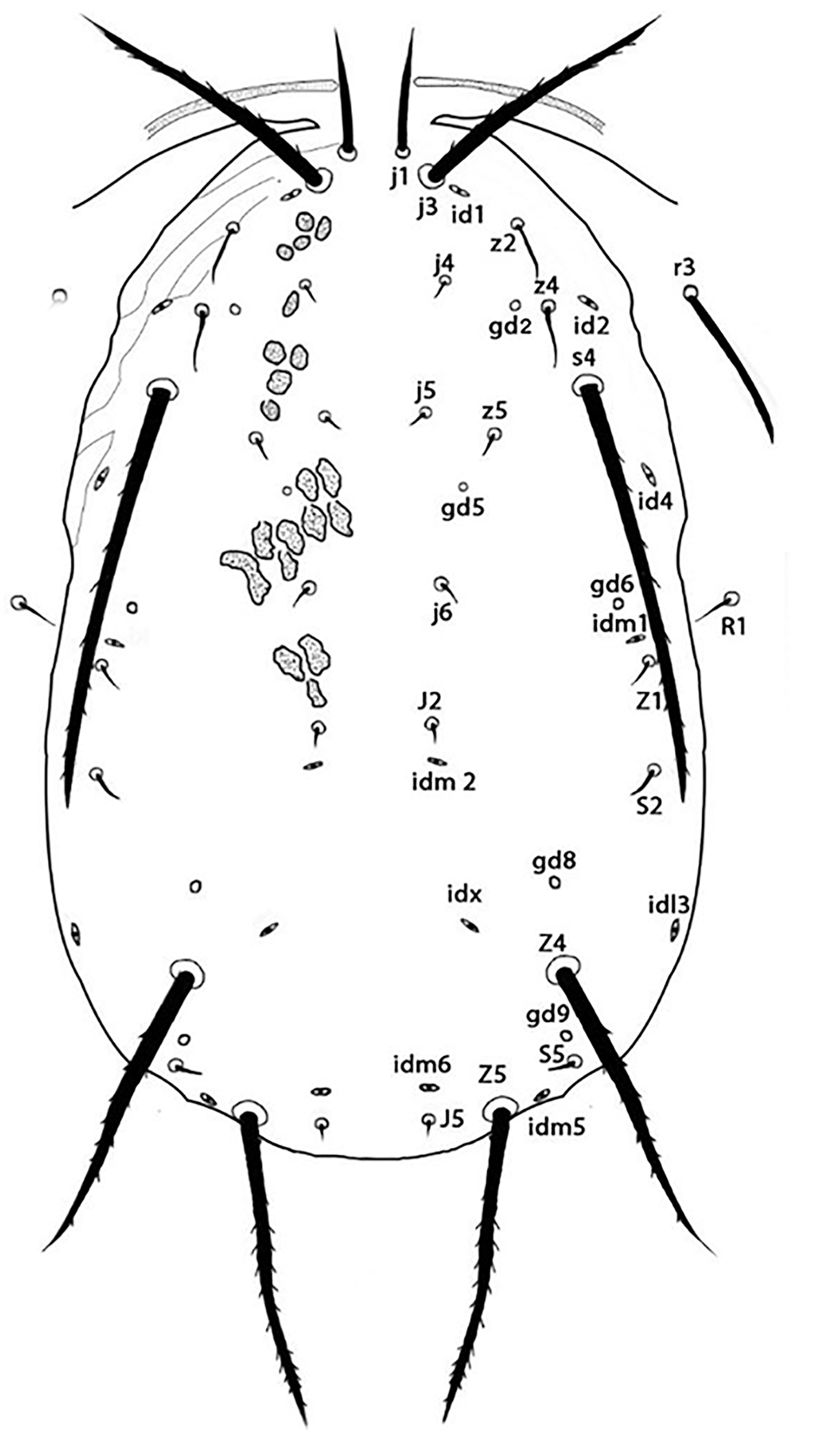 Neoparaphytoseius caatinga