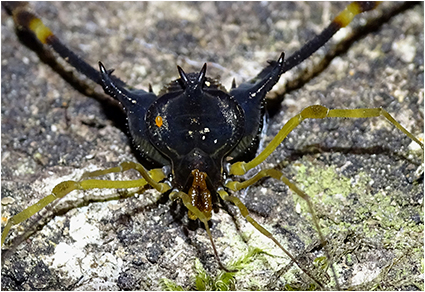 Neotropical Cyphoderus (Collembola: Paronellidae), with Comments About  Myrmecophily and the Description of New Species