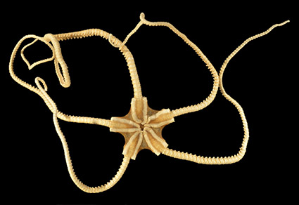 Deep-sea Ophiuroidea (Echinodermata) collected during the TALUD cruises in  western Mexico