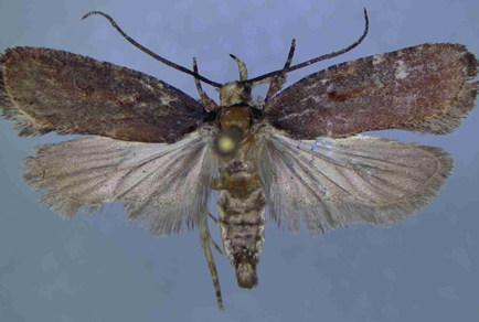 $publishedArticle->coverImageAltText