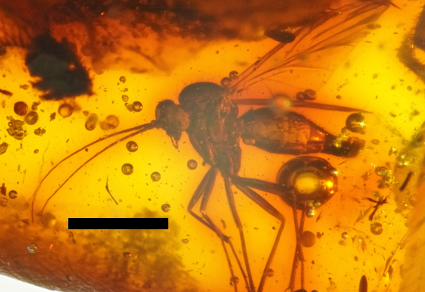 $publishedArticle->coverImageAltText