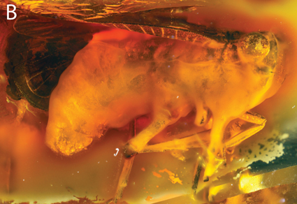 $publishedArticle->coverImageAltText