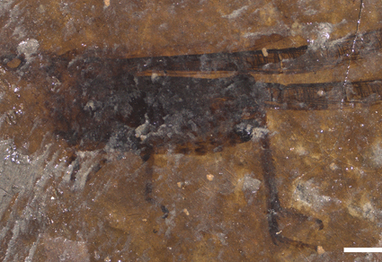 $publishedArticle->coverImageAltText