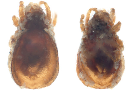 $publishedArticle->coverImageAltText