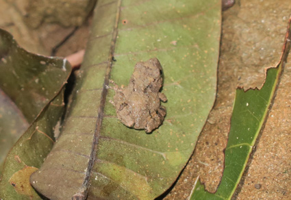 $publishedArticle->coverImageAltText