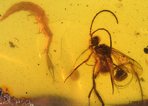 $publishedArticle->coverImageAltText